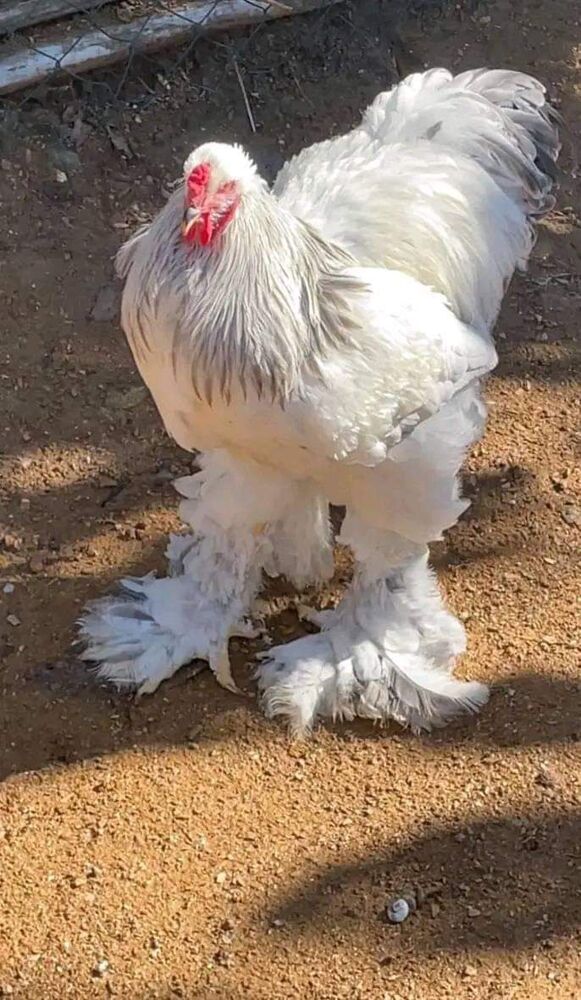 Brahma Chickens For Sale