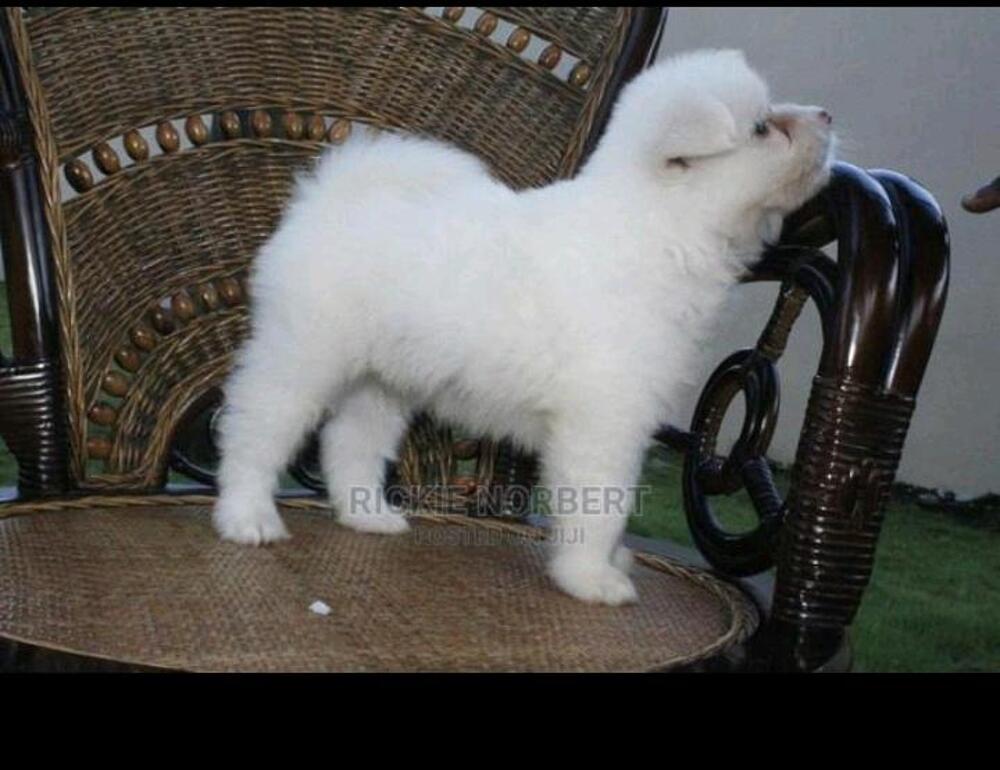 Pet dogs for sale Kupatana