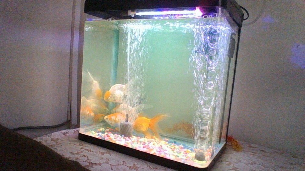 sell my fish tank