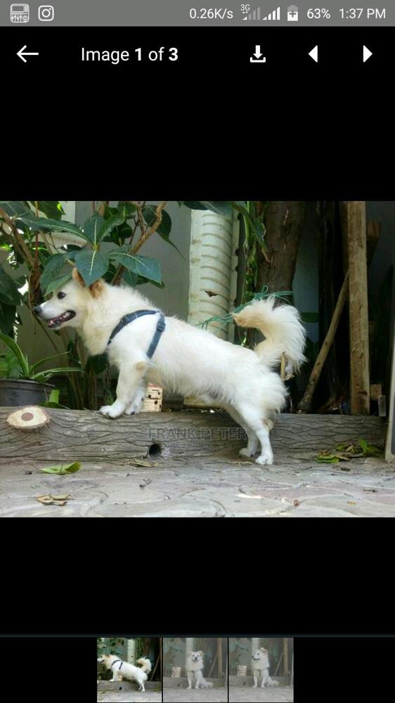 Pet dogs for sale Kupatana