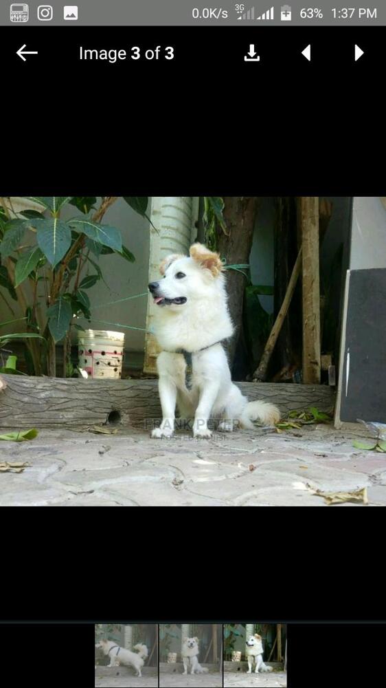 Pet dogs for sale Kupatana