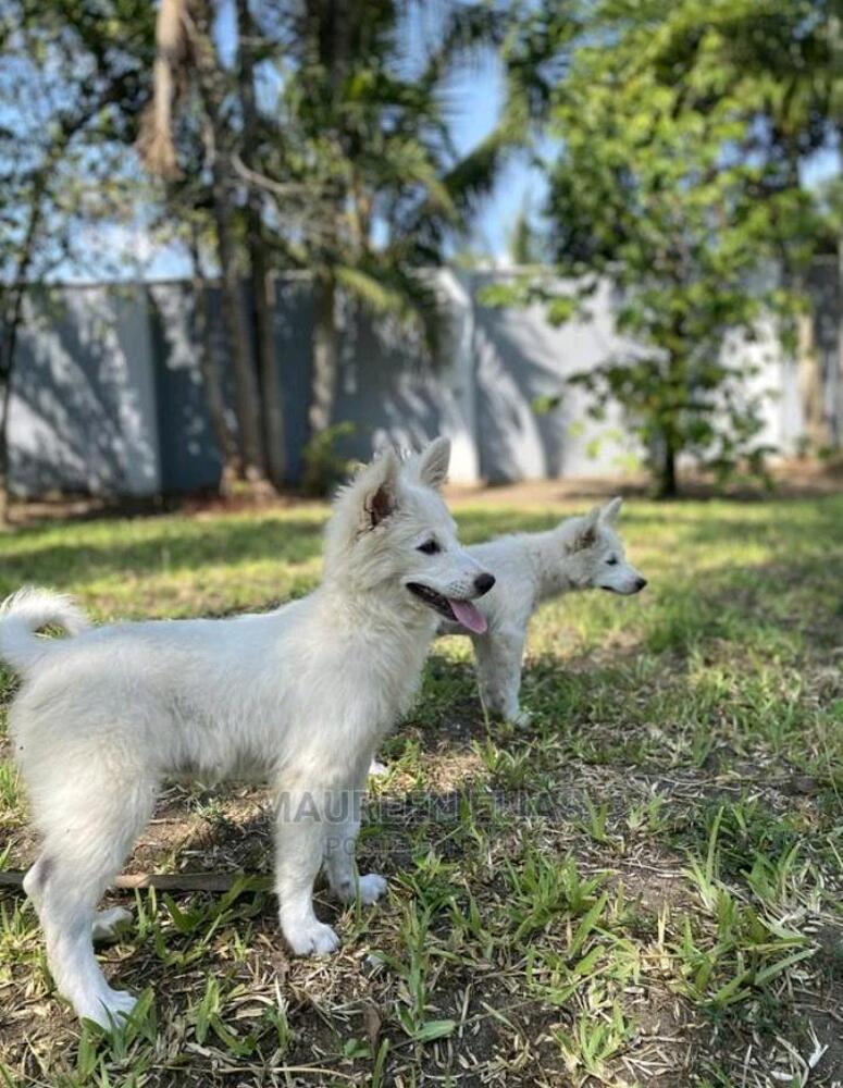 Pet dogs for sale Kupatana