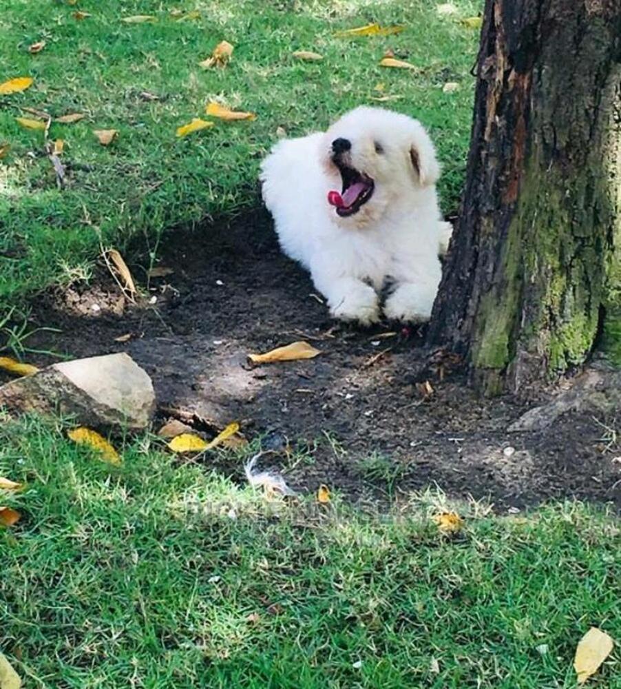 Pet dogs for sale Kupatana