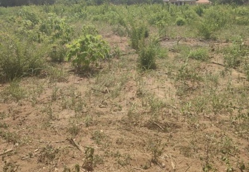 Kiwanja, plot for sale 