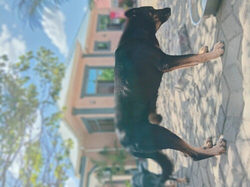 Puppies for sale.