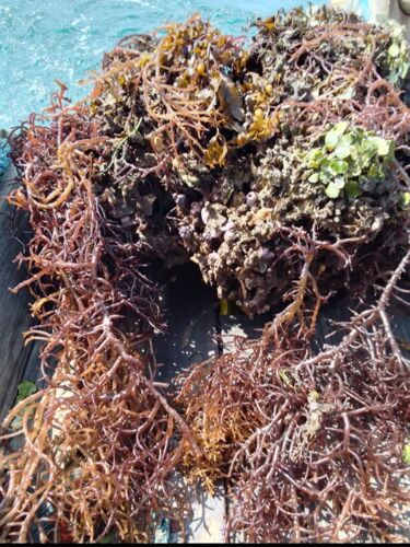 SEA MOSS OR MWANI @KG