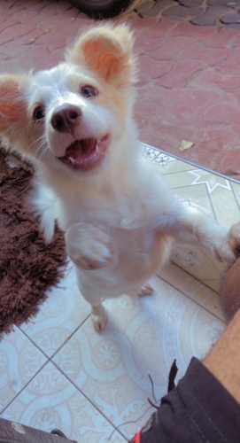 Dog