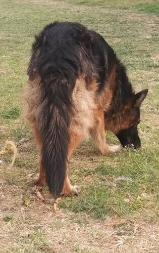 Pure Breed German Shepherd Dog