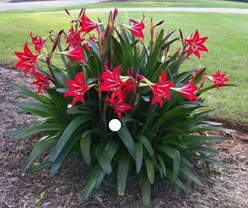 Peace lilly flower