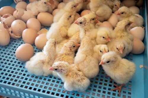 Eggs Incubator 320eggs