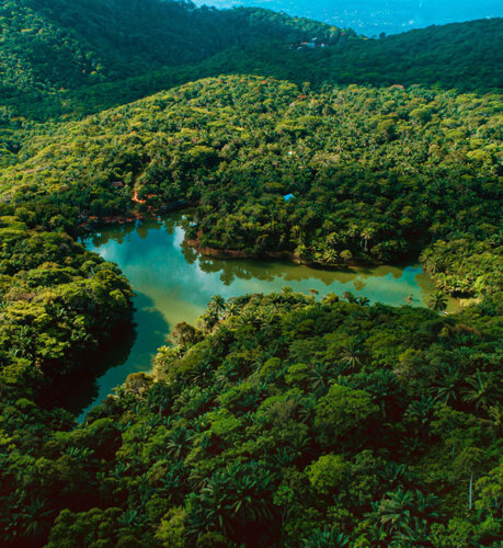 Magoroto forest