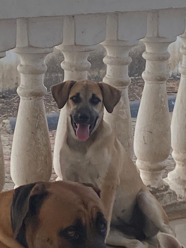 Female Boerboel–Husky Mix 