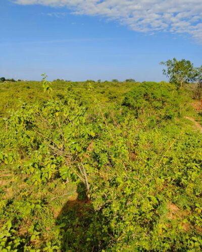 SHAMBA EKARI 4 ZINAUZWA KIROMO