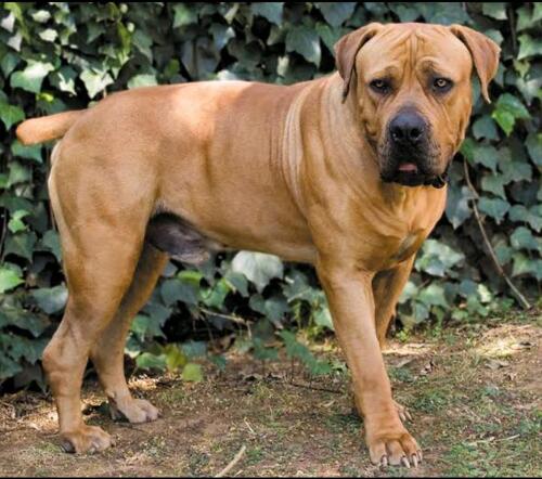Pure boerboel available for sale
