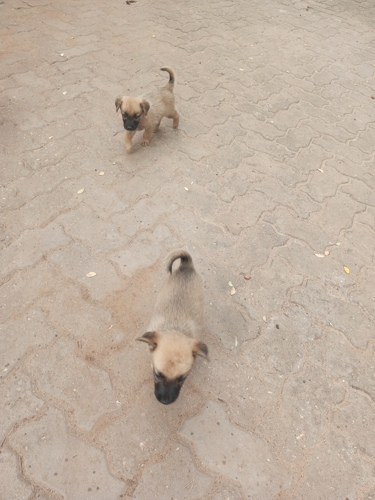 Puppies for sale