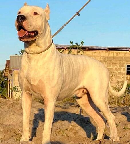 Argentino puppies for sale