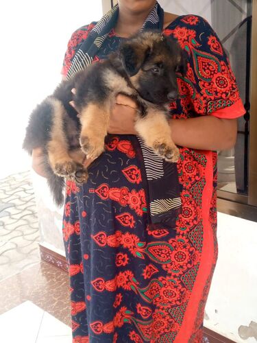 Male GSD PUPPY longcoat 
