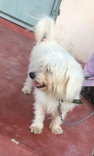 Maltese Male Dog / Pet Dog