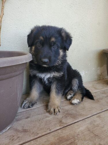 Mbwa German shepherd puppy 