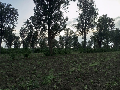 Posh residential land for sale Burka Arusha city