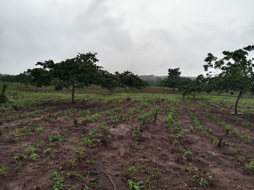 CASHEW NUT TREES FARM  FOR SALE