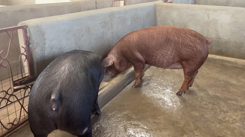 Pregnant Gilts Are Avalable