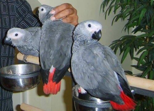 I have Parrots, African Grey