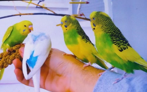 Budgies for sale