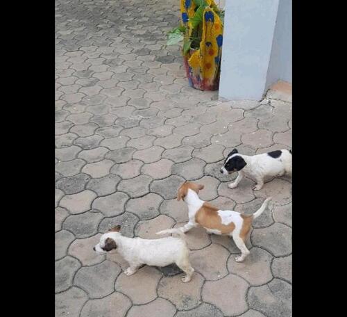 Jack Russell terrier for sale