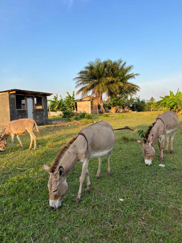 Donkeys For Sale