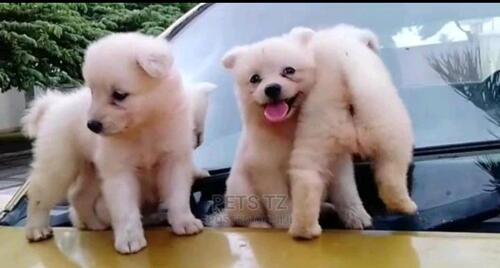 Japanese spitz for sale
