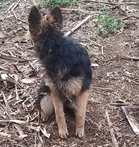 Pure Breed German Shepherd Dog