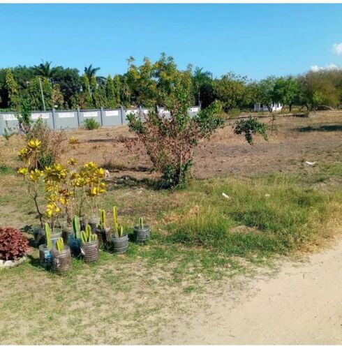 Plota nauza goba maget