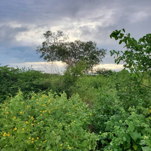 Shamba la eka 25 linauzwa lote