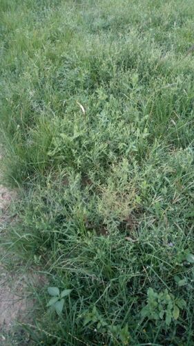 Shamba dodoma heka 10