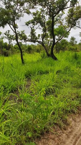 Shamba la eka 100 linauzwa 