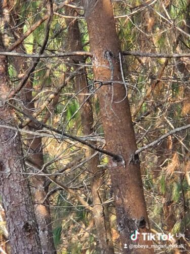 SHAMBA LA MITI LINAUZWA EKA 20