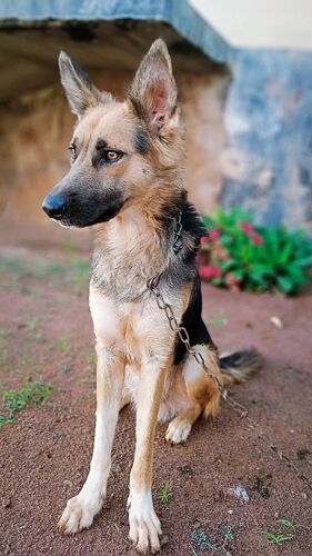 German Shepherd cross 