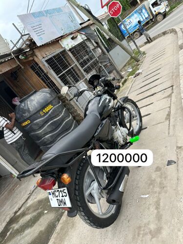 Boxer for sale 