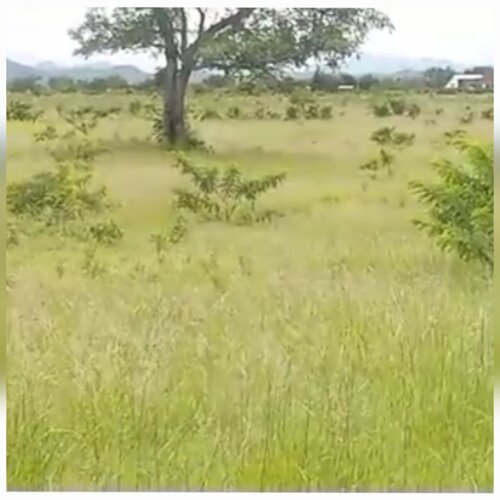 SHAMBA EKA 22,MDAULA-MOROGORO