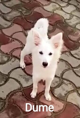 Japanese Spitz Puppies