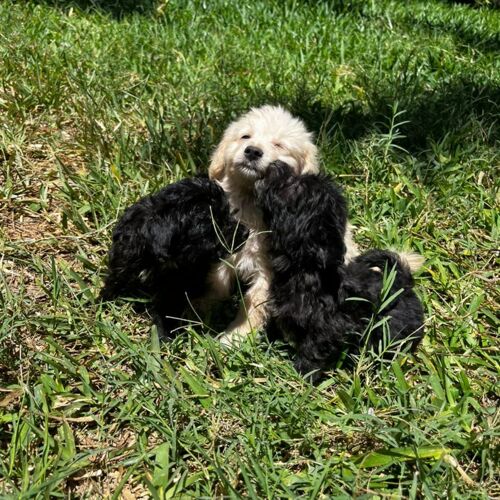 Maltese black n white pet dogs