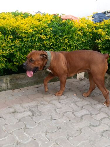 Female boerboel 