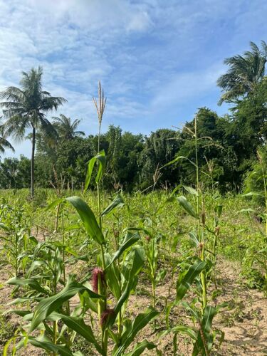 952 sqm plot for sale Kigambon