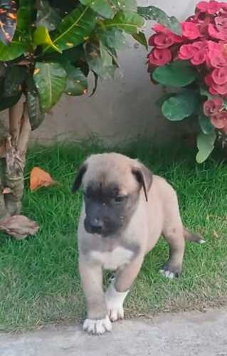 Two Male Puppies