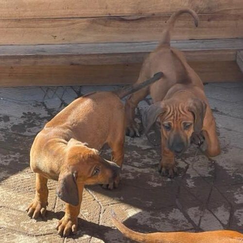 Rhodesian Ridgeback Puppies