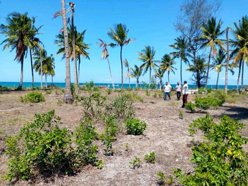 Beach plots