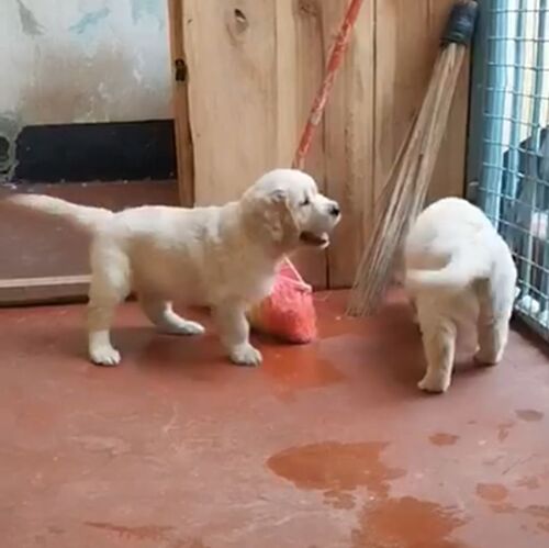 Pure Golden Retriever Puppies