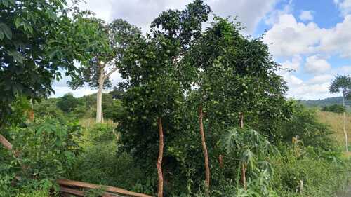 SHAMBA LINAUZWA MBWEWE