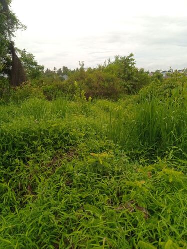 Shamba Ekari 1. Mkata ,Amani.